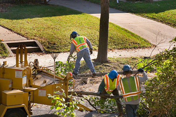 Best Seasonal Cleanup (Spring/Fall)  in Laguna Vista, TX