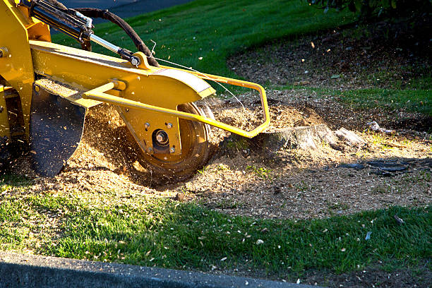 Reliable Laguna Vista, TX Tree Removal Solutions